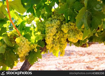 chardonnay Wine grapes in vineyard raw ready for harvest in Mediterranean