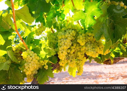 chardonnay Wine grapes in vineyard raw ready for harvest in Mediterranean