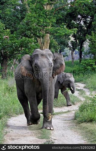 Charging elephant in Corbett NP