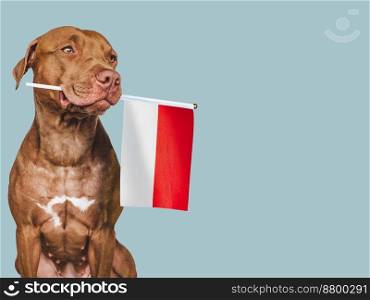 Charming, adorable puppy and Flag of Indonesia. Closeup, indoors. Studio shot. Congratulations for family, loved ones, relatives, friends and colleagues. Pet care concept. Charming, adorable puppy and Flag of Indonesia