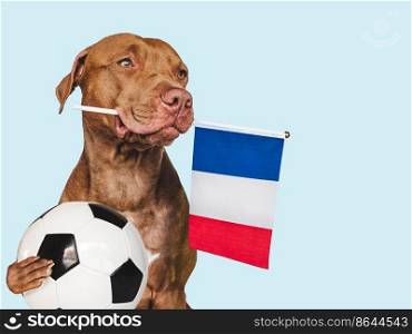 Charming, adorable puppy, holding national flag France and soccer ball. Preparations for the World Cup. Closeup, indoors. Studio photo. Concept of care, education, obedience training, raising pet. Charming, adorable puppy, holding national flag France