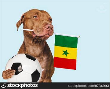 Charming, adorable puppy, holding national flag of Cameroon and soccer ball. Preparation for the ch&ionship and tournament. Closeup, indoors. Studio photo. Concept of care and obedience training pet. Charming, adorable puppy, holding national flag. Close-up