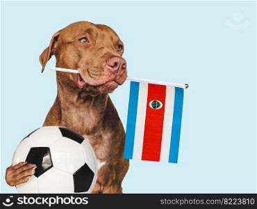 Charming, adorable puppy, holding national flag of Costa Rica and soccer ball. Preparation for the championship and tournament. Closeup, indoors. Studio photo. Concept of care, obedience training pet. Puppy, holding national flag of Costa Rica