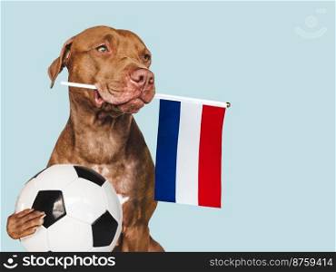 Charming, adorable puppy, holding national Flag of the Netherlands and soccer ball. Preparation for the tournament. Closeup, indoors. Studio photo. Concept of care and obedience training pet. Charming puppy, holding Flag of the Netherlands