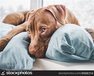 Charming, adorable puppy of brown color. Close-up, indoor. Day light. Concept of care, education, obedience training, raising pets. Lovable, pretty puppy of brown color. Close-up