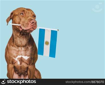 Charming, adorable puppy with the Flag of Argentina. Closeup, indoors. Studio shot. Congratulations for family, loved ones, relatives, friends and colleagues. Pet care concept. Charming puppy with the Flag of Argentina.