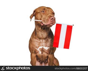 Charming, adorable puppy with the national flag Austria. Closeup, indoors. Studio shot. Congratulations for family, loved ones, relatives, friends and colleagues. Pet care concept. Charming puppy with the national flag Austria