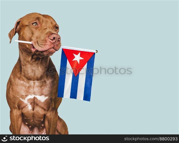 Charming, adorable puppy with the national flag Cuba . Closeup, indoors. Studio shot. Congratulations for family, loved ones, relatives, friends and colleagues. Pet care concept. Charming puppy with the national flag Cuba