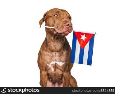 Charming, adorable puppy with the national flag Cuba . Closeup, indoors. Studio shot. Congratulations for family, loved ones, relatives, friends and colleagues. Pet care concept. Charming puppy with the national flag Cuba