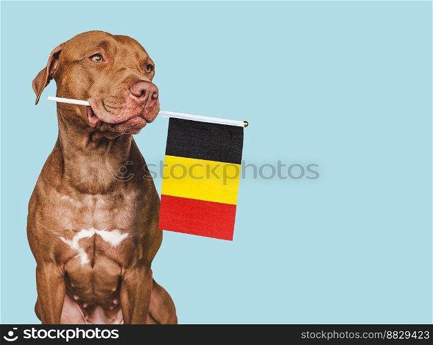 Charming, adorable puppy with the national flag of Belgium. Closeup, indoors. Studio shot. Congratulations for family, loved ones, relatives, friends and colleagues. Pet care concept. Charming puppy with the national flag of Belgium