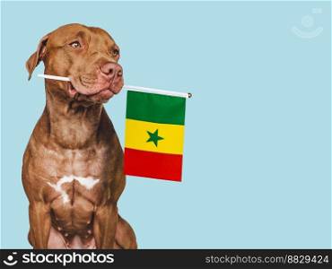 Charming, adorable puppy with the national flag of Cameroon. Closeup, indoors. Studio shot. Congratulations for family, loved ones, relatives, friends and colleagues. Pet care concept. Charming puppy with the national flag of Cameroon