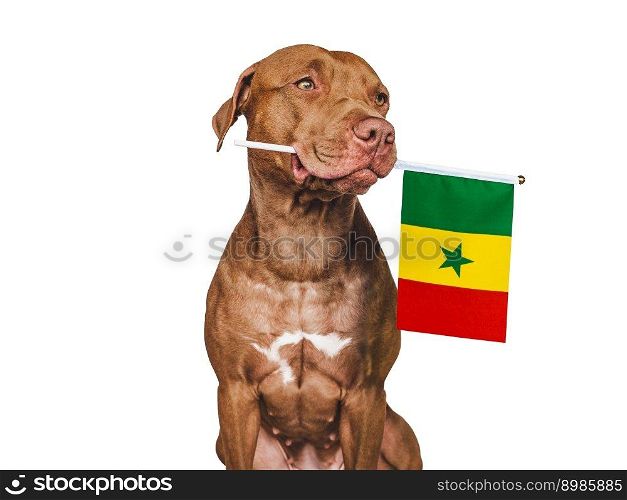 Charming, adorable puppy with the national flag of Cameroon. Closeup, indoors. Studio shot. Congratulations for family, loved ones, relatives, friends and colleagues. Pet care concept. Charming puppy with the national flag of Cameroon