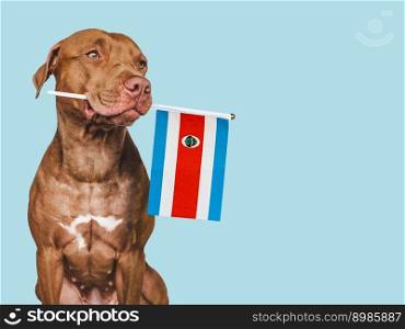 Charming, adorable puppy with the national flag of Costa Rica. Closeup, indoors. Studio shot. Congratulations for family, loved ones, relatives, friends and colleagues. Pet care concept. Charming puppy with the flag of Costa Rica