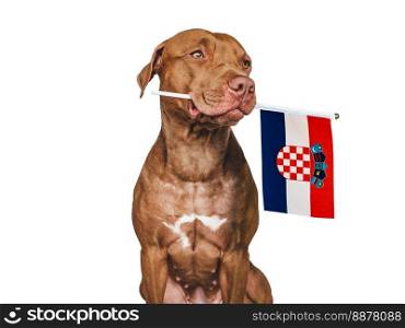 Charming, adorable puppy with the national flag of Croatia. Closeup, indoors. Studio shot. Congratulations for family, loved ones, relatives, friends and colleagues. Pet care concept. Charming puppy with the national flag of Croatia