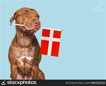 Charming, adorable puppy with the national flag of Denmark. Closeup, indoors. Studio shot. Congratulations for family, loved ones, relatives, friends and colleagues. Pet care concept. Charming puppy with the national flag of Denmark