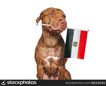 Charming, adorable puppy with the national Flag of Egypt. Closeup, indoors. Studio shot. Congratulations for family, loved ones, relatives, friends and colleagues. Pet care concept. Puppy with the national Flag of Egypt