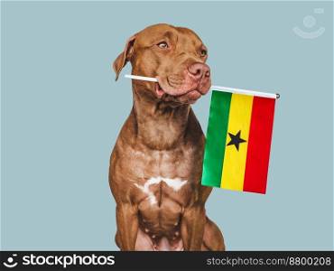 Charming, adorable puppy with the national Flag of Ghana. Closeup, indoors. Studio shot. Congratulations for family, loved ones, relatives, friends and colleagues. Pet care concept. Puppy with the national Flag of Ghana
