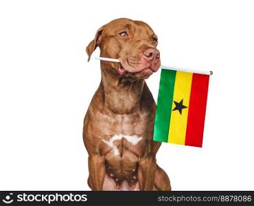 Charming, adorable puppy with the national Flag of Ghana. Closeup, indoors. Studio shot. Congratulations for family, loved ones, relatives, friends and colleagues. Pet care concept. Puppy with the national Flag of Ghana