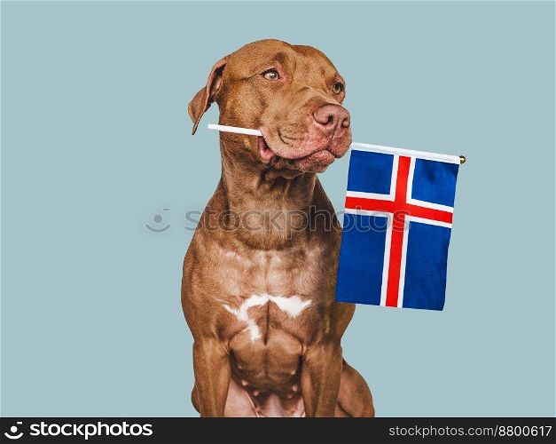 Charming, adorable puppy with the national Flag of Iceland. Closeup, indoors. Studio shot. Congratulations for family, loved ones, relatives, friends and colleagues. Pet care concept. Puppy with the national Flag of Iceland