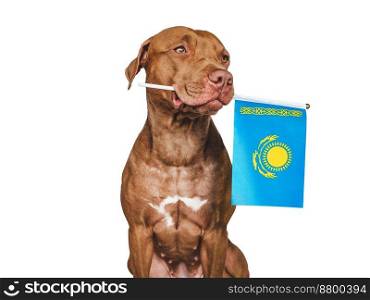 Charming, adorable puppy with the national Flag of Kazakhstan. Closeup, indoors. Studio shot. Congratulations for family, loved ones, relatives, friends and colleagues. Pet care concept. Puppy with the national Flag of Kazakhstan