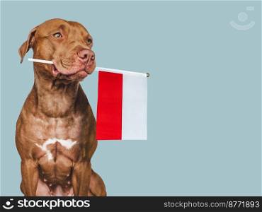 Charming, adorable puppy with the national Flag of Poland. Closeup, indoors. Studio shot. Congratulations for family, loved ones, relatives, friends and colleagues. Pet care concept. Charming puppy with the national Flag of Poland