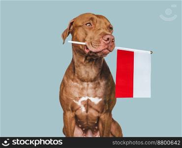 Charming, adorable puppy with the national Flag of Poland. Closeup, indoors. Studio shot. Congratulations for family, loved ones, relatives, friends and colleagues. Pet care concept. Charming puppy with the national Flag of Poland