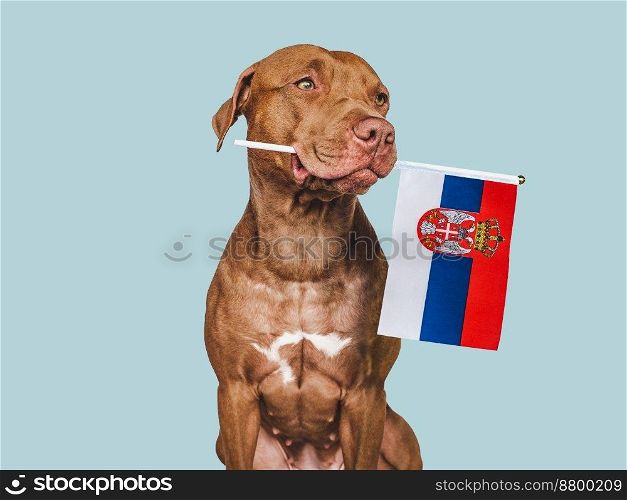 Charming, adorable puppy with the national flag of Serbia. Closeup, indoors. Studio shot. Congratulations for family, loved ones, relatives, friends and colleagues. Pet care concept. Puppy with the national flag of Serbia
