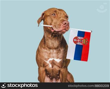 Charming, adorable puppy with the national flag of Serbia. Closeup, indoors. Studio shot. Congratulations for family, loved ones, relatives, friends and colleagues. Pet care concept. Puppy with the national flag of Serbia