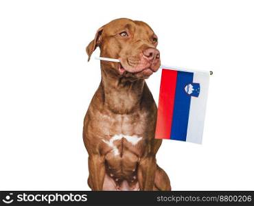 Charming, adorable puppy with the national Flag of Slovenia. Closeup, indoors. Studio shot. Congratulations for family, loved ones, relatives, friends and colleagues. Pet care concept. Puppy with the national Flag of Slovenia