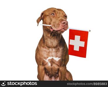 Charming, adorable puppy with the national flag of Switzerland. Closeup, indoors. Studio shot. Congratulations for family, loved ones, relatives, friends and colleagues. Pet care concept. Charming puppy with the national flag of Switzerland