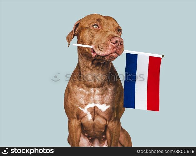 Charming, adorable puppy with the national flag of the Netherlands. Closeup, indoors. Studio shot. Congratulations for family, loved ones, relatives, friends and colleagues. Pet care concept. Puppy with the national flag of the Netherlands