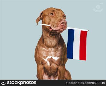Charming, adorable puppy with the national flag of the Netherlands. Closeup, indoors. Studio shot. Congratulations for family, loved ones, relatives, friends and colleagues. Pet care concept. Puppy with the national flag of the Netherlands