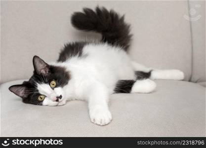 Charming black and white cat lying on comfortable sofa in living room and looking at camera. Fluffy cat resting on couch at home