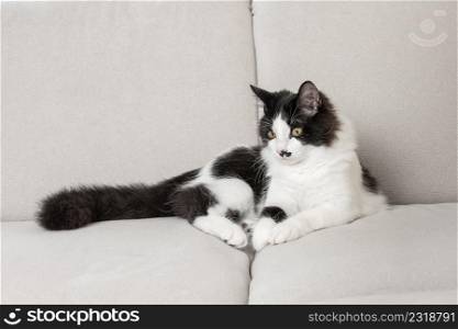 Charming black and white cat lying on soft couch and chilling in living room. Adorable cat relaxing on comfortable sofa