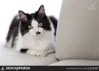 Charming black and white cat relaxing on soft sofa in flat and looking at camera. Sweet cat lying on couch in living room