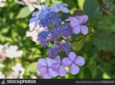 charming blooming in the garden, delicate hydrangea
