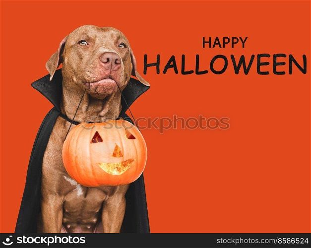 Charming brown puppy and ripe, juicy pumpkin. Close-up, indoors. Studio shot. Congratulations for family, relatives, loved ones, friends and colleagues. Pet care concept. Charming brown puppy and ripe, juicy pumpkin