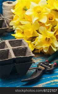 Charming bunch of daffodils and garden tools on wooden background. A bouquet of fresh-cut Narcissus