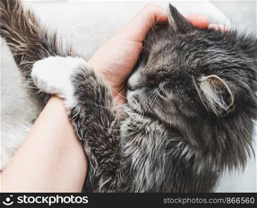 Charming fluffy kitten hugging a woman's hand on a white background. Top view, close-up. Pet care concept. Charming fluffy kitten hugging a woman's hand