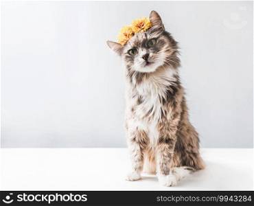 Charming, fluffy kitten with yellow flowers on a white background. Isolated, close-up. Charming, fluffy kitten with yellow flowers, close-up