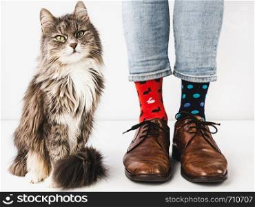 Charming, gray kitten and men's legs, stylish shoes, blue pants and bright, colorful socks on a white, isolated background. Close-up. Studio photo. Concept of lifestyle, fun and elegance.. Charming kitten and men's legs. Studio photo