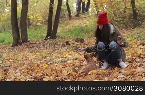 Charming hipster woman in red hat and parka spending leisure together with her adorable doggy in autumn park. Joyful young long brown hair woman and her dog playing with yellow fallen leaves in public park over amazing gold autumn background. Slo mo.