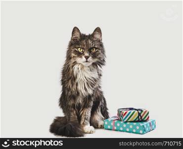 Charming kitten and two boxes with gifts on a white background. Close-up, isolated. Beautiful photo with a place for your inscriptions. Pet care concept. Charming kitten and two boxes with gifts