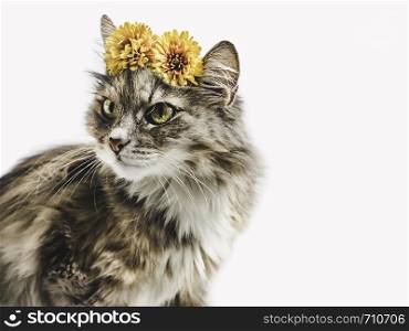 Charming kitten with yellow flowers on a white background. Close-up, isolated. Beautiful photo with space for your inscriptions. Pet care concept. Charming kitten with yellow flowers on a white background