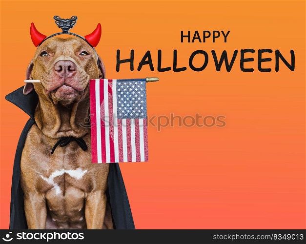 Charming, lovable brown dog and American Flag. Bright background. Close-up, indoors. Studio shot. Congratulations for family, relatives, loved ones, friends and colleagues. Pet care concept. Charming, lovable brown dog and Count Dracula costume