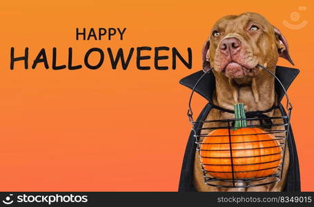 Charming, lovable brown dog and Count Dracula costume. Bright background. Close-up, indoors. Studio shot. Congratulations for family, relatives, loved ones, friends and colleagues. Pet care concept. Charming, lovable brown dog and Count Dracula costume