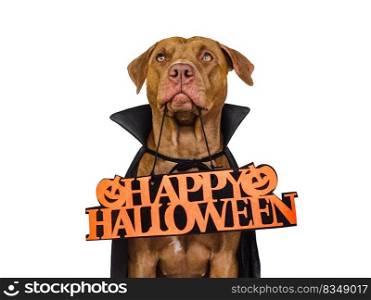 Charming, lovable brown dog and Count Dracula costume. Bright background. Close-up, indoors. Studio shot. Congratulations for family, relatives, loved ones, friends and colleagues. Pet care concept. Charming, lovable brown dog and Count Dracula costume