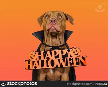 Charming, lovable brown dog and Count Dracula costume. Bright background. Close-up, indoors. Studio shot. Congratulations for family, relatives, loved ones, friends and colleagues. Pet care concept. Charming, lovable brown dog and Count Dracula costume