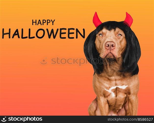 Charming, lovable brown dog and devil horns. Bright background. Close-up, indoors. Studio shot. Congratulations for family, relatives, loved ones, friends and colleagues. Pet care concept. Charming, lovable brown dog and devil horns