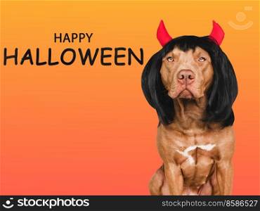 Charming, lovable brown dog and devil horns. Bright background. Close-up, indoors. Studio shot. Congratulations for family, relatives, loved ones, friends and colleagues. Pet care concept. Charming, lovable brown dog and devil horns